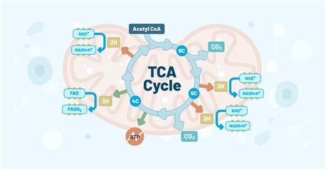 The Tca Cycle Deciding Cell Fate And Function And More Redox Medical