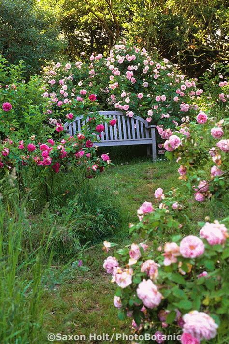 21 Mind Blowingly Beautiful Roses Rose Garden Design Rose Garden