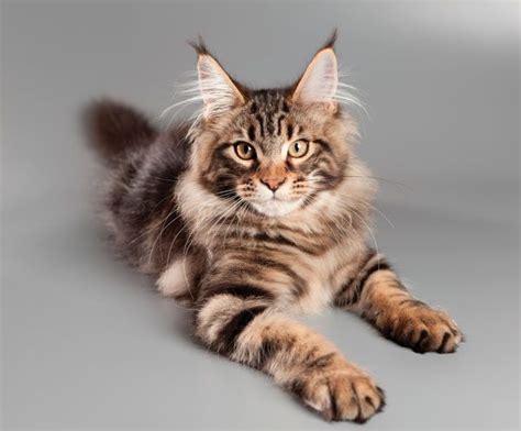 Maine Coon Cat Info Personality Lifespan Kittens Pictures