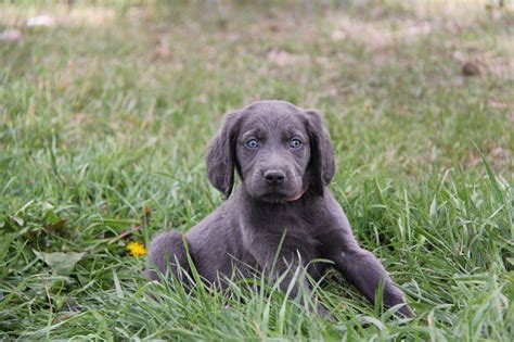 Long Haired Blue Weimaraner Puppy Blue Weimaraner Puppy Weimaraner