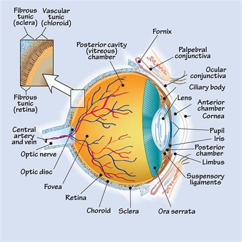 3 Anatomy Surrounding The Eye Opticianworks Online Optician Training
