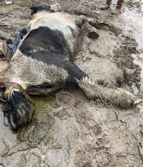Horse Dumped In Mud Near Brenley Corner Faversham During Storm Dies