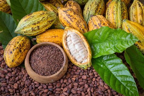 Nacional Cacao The Return Of A Legend Spice Jungle