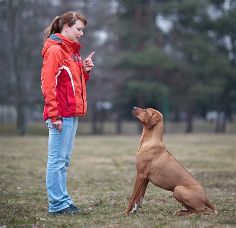5 Types Of Dog Training Methods Which Is Best