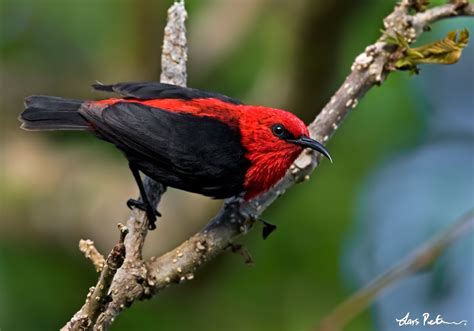 Cardinal Myzomela Samoa Bird Images From Foreign Trips Gallery
