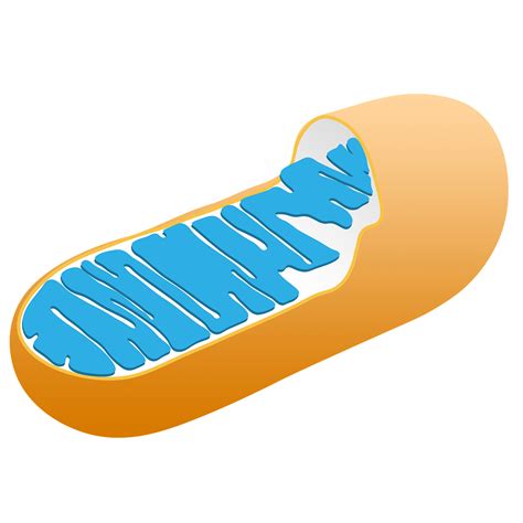 Mitochondria Structure Types Functions Biological Sciencess