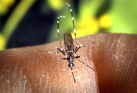Free Picture Mosquito Details Image