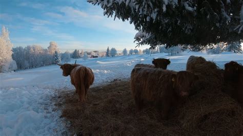 Scottish Highland Cattle In Finland Cows In Magical Winter Wonderland