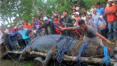 Paul teutul on wn network delivers the latest videos and editable pages for news & events, including entertainment, music, sports, science and more, sign up and share your playlists. Philippine giant croc captured after three-week hunt - BBC ...