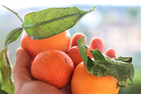 Fresh Organic Mandarins Isolated Stock Image Image Of Fruit Closeup
