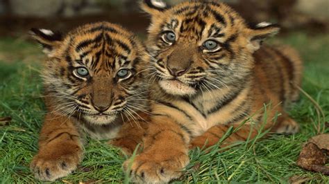 Sumatran Tiger Cubs Two Baby Tigers