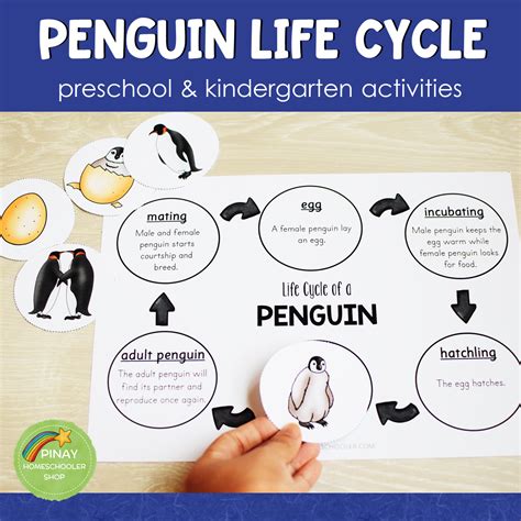 Penguin Life Cycle Activity Set Preschool Kindergarten Pinay