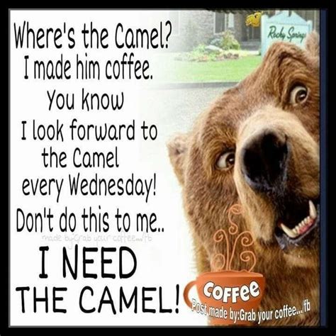 Pin By Aline On Camels In 2020 Hump Day Humor Wednesday Humor Funny