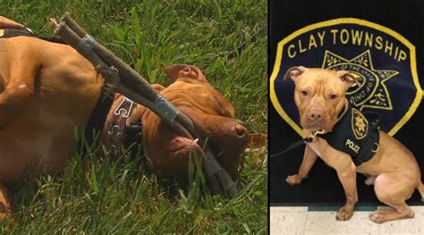 Dog Who Faced Death In Shelter Becomes Ohios First Pit Bull K9 Wsvn