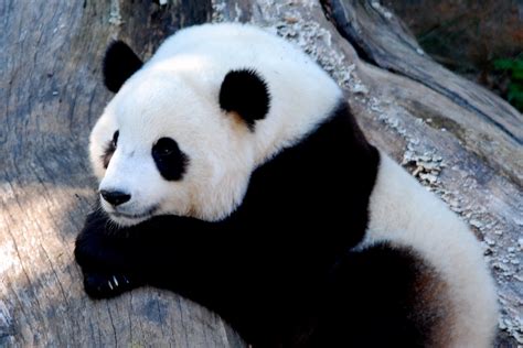 Maybe you would like to learn more about one of these? Giant Panda - Tai Shan | The giant panda, a black-and ...