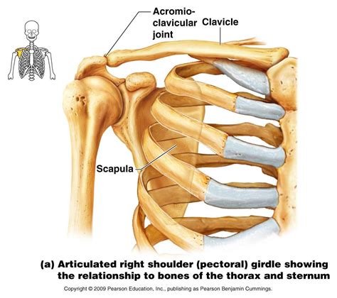 Front Shoulder Bone Anatomy Skeletal System Anatomy Human Skeleton