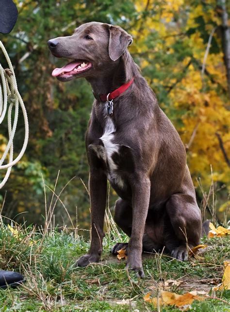 Blue Lacy Dog Breed Everything About Blue Lacy