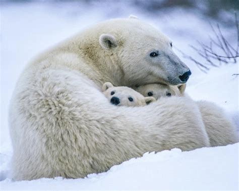 Mama Polar Bear With Her Cubs Photo By Paul Nicklen Baby Polar