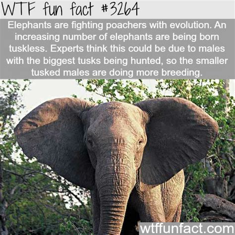 Wtf Facts Funny Interesting And Weird Facts Fun Facts Wtf Fun Facts