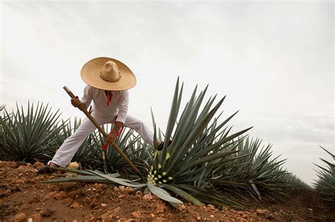 Tequila Por Qué Solo En México Se Puede Producir Esta Bebida Alcohólica Infobae