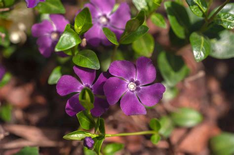 How To Grow And Care For Vinca Minor Periwinkle