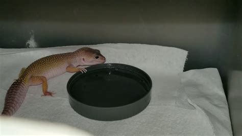 Leopard Gecko Drinking Water Youtube