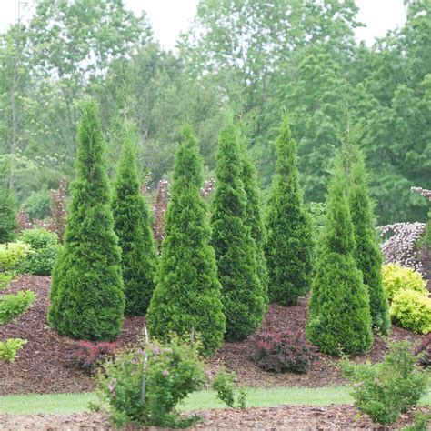 Thuja Occidentalis North Pole® Arborvitae From Saunders Brothers Inc