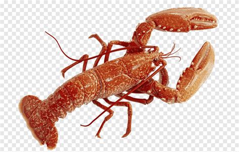 Lobster Bisque Desktop homard aliments crustacés png PNGEgg