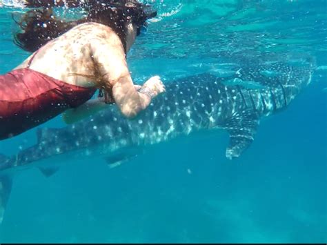 セブ島・オスロブでジンベイザメと一緒に泳ぐ！の写真