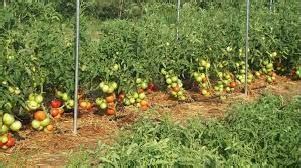 Beginners Guide How To Start Tomatoes Farming In Ghana Agrolearner Com