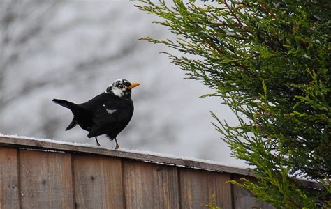 White Headed Blackbird Redeyesatdawn Flickr