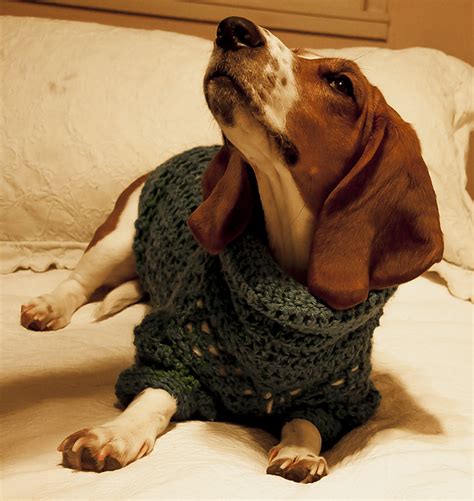 Ravelry Grandmasclosets Winter Sweater For Basset Hound