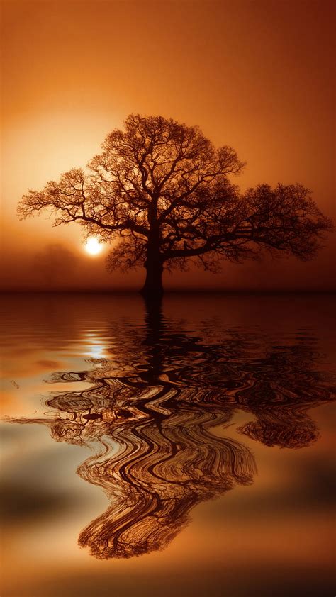 Beauty Nature G6 Gold Reflection River S7 S8 Sunset Tree V30