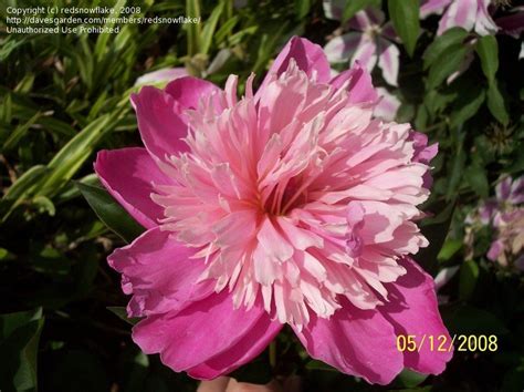 Plantfiles Pictures Chinese Peony Garden Peony Pink