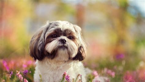 Mas, isso não significa que elas já nascem do. 10 Raças Populares de Cachorro Pequeno - Geração Pet