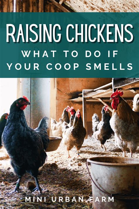 All i can do is alert others to the danger. Do Chickens Smell Bad? - Mini Urban Farm