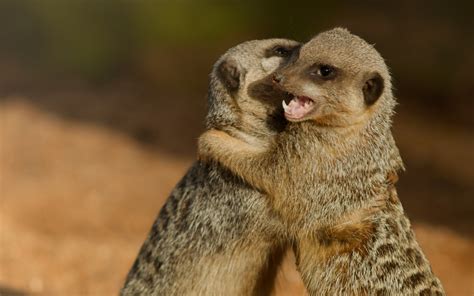 Meerkats In Love