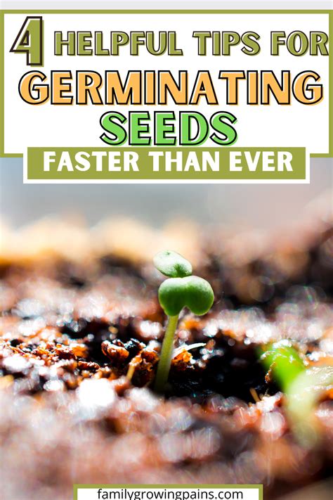How To Germinate Seeds Quickly 4 Tricks You Need To Try Homesteading