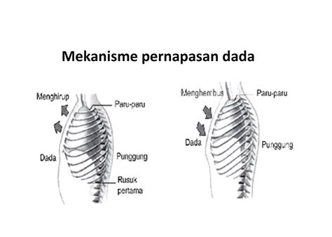 Ketika otot diafragma penyusutan, kemudian keadaan diafragma akan horizontal. Jelaskan Perbedaan Pernapasan Dada Dan Pernapasan Perut ...