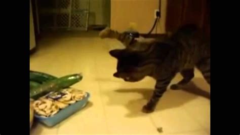 Here Is The Actual Scientific Reason Cats Are Afraid Of Cucumbers Youtube