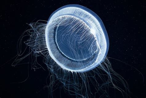 25 Datos Curiosos De Las Medusas ‘se Pueden Clonar Y ‘no Tienen