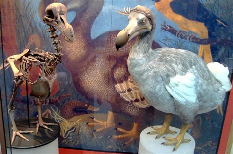 Dodos Smarter Than Most People Think