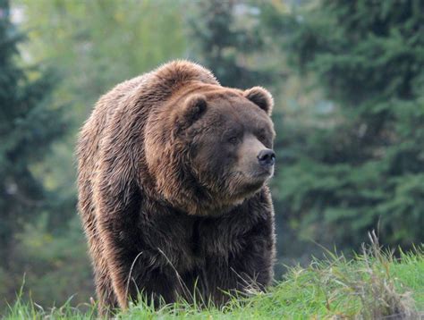 Grizzly Bear In Autumn Glacier National Park Mt By Michael Leggero