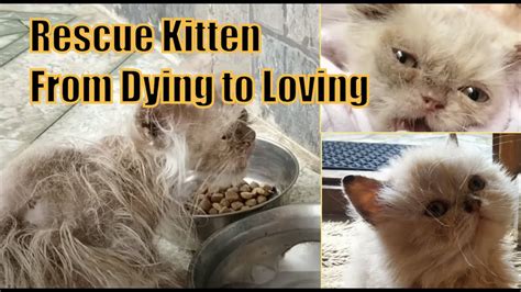 Rescue Kitten From Dying To Loving Youtube