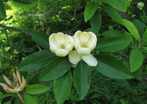 3 Types Of Magnolia Trees In Florida Wood Dad