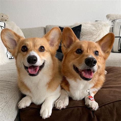 Pembroke Welsh Corgi Breed Information Guide Photos Traits And Care