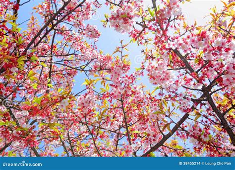Sakura With Blue Sky Stock Photo Image Of Beautiful 38455214