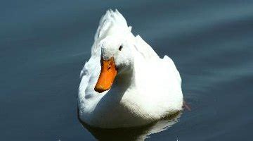 2 how big should my koi pond be? How Big Does a Pond Have to Be for Ducks? | HomeSteady
