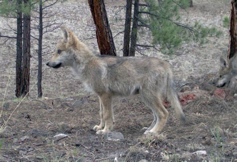 Wild Endangered Mexican Gray Wolf Pups Trapped On Gila National Forest