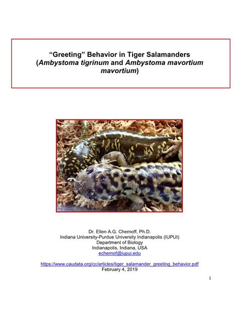 Greeting Behavior In Tiger Salamanders Ambystoma Tigrinum And